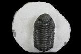 Adrisiops Weugi Trilobite - Recently Described Phacopid #137710-2
